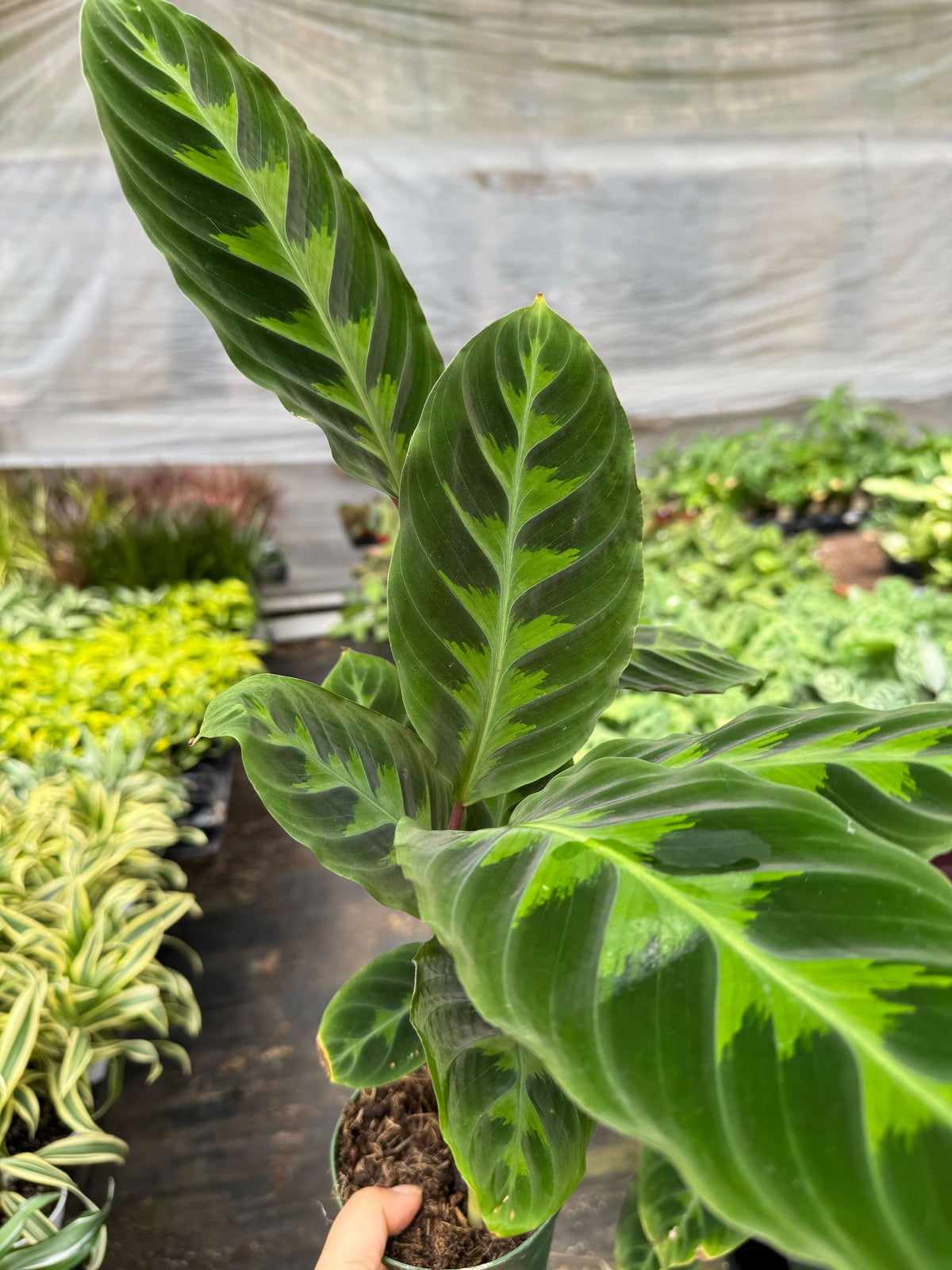 Calathea Warscewiczii