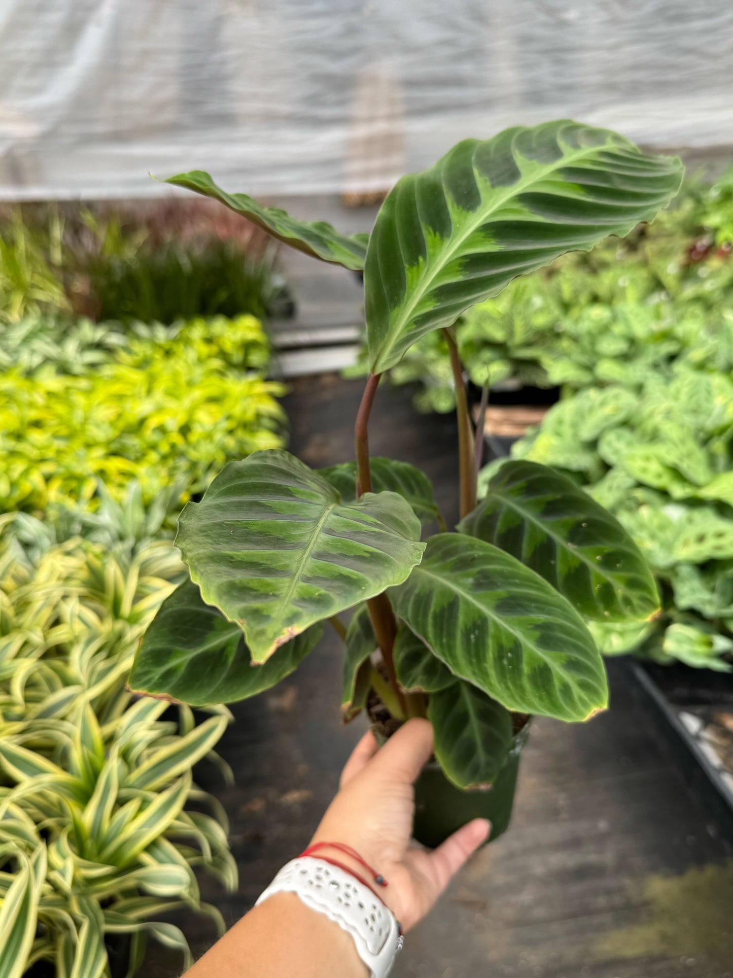Calathea Warscewiczii