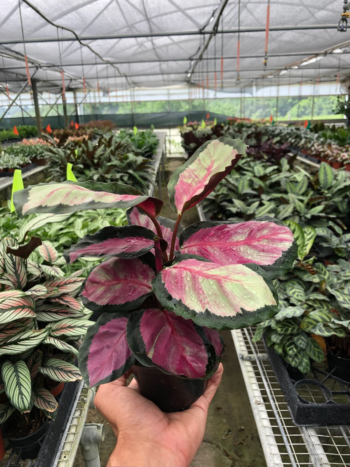 Rose-painted Calathea 'Silvia'