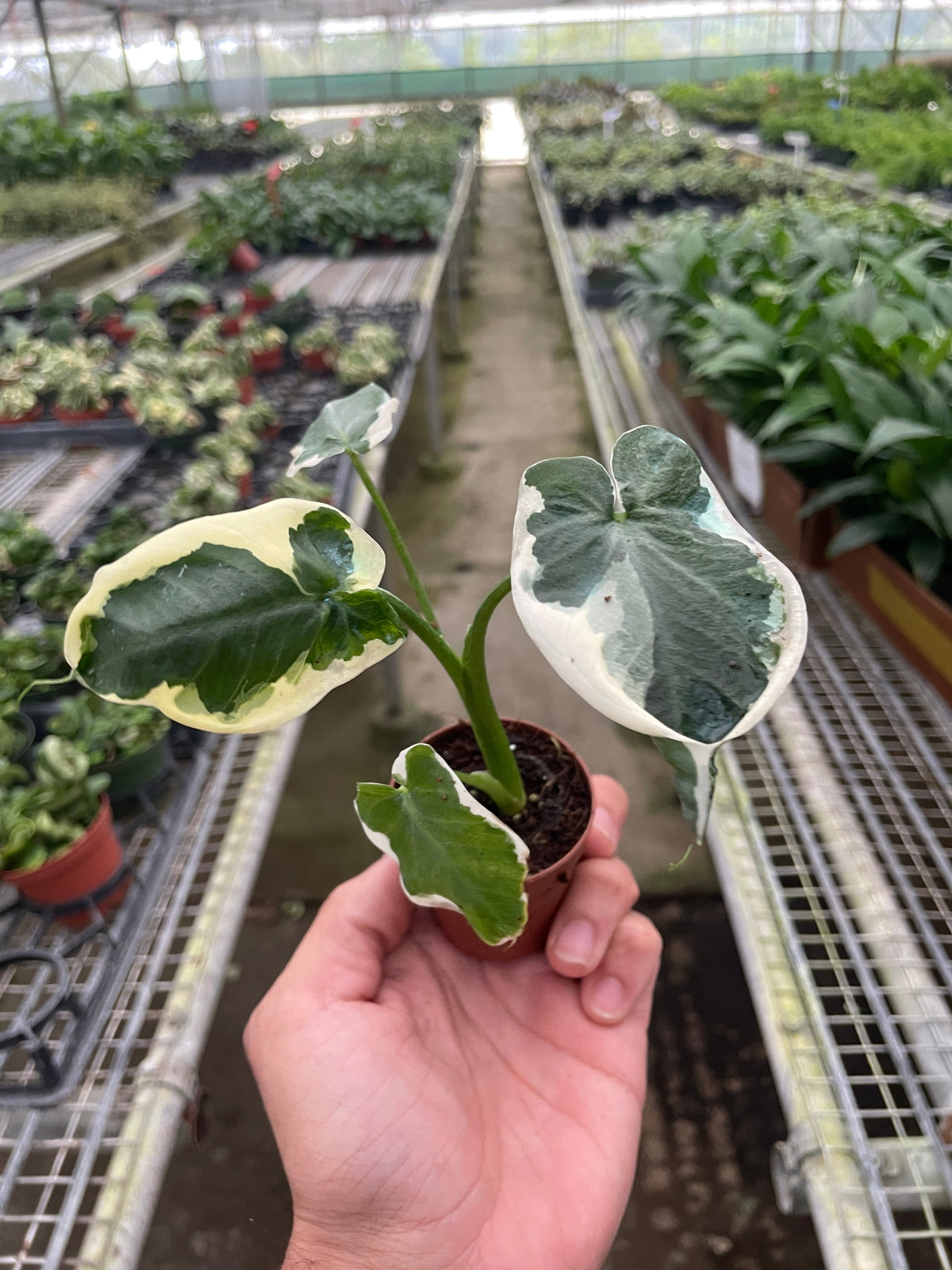 Xanthosoma 'Albomarginata'