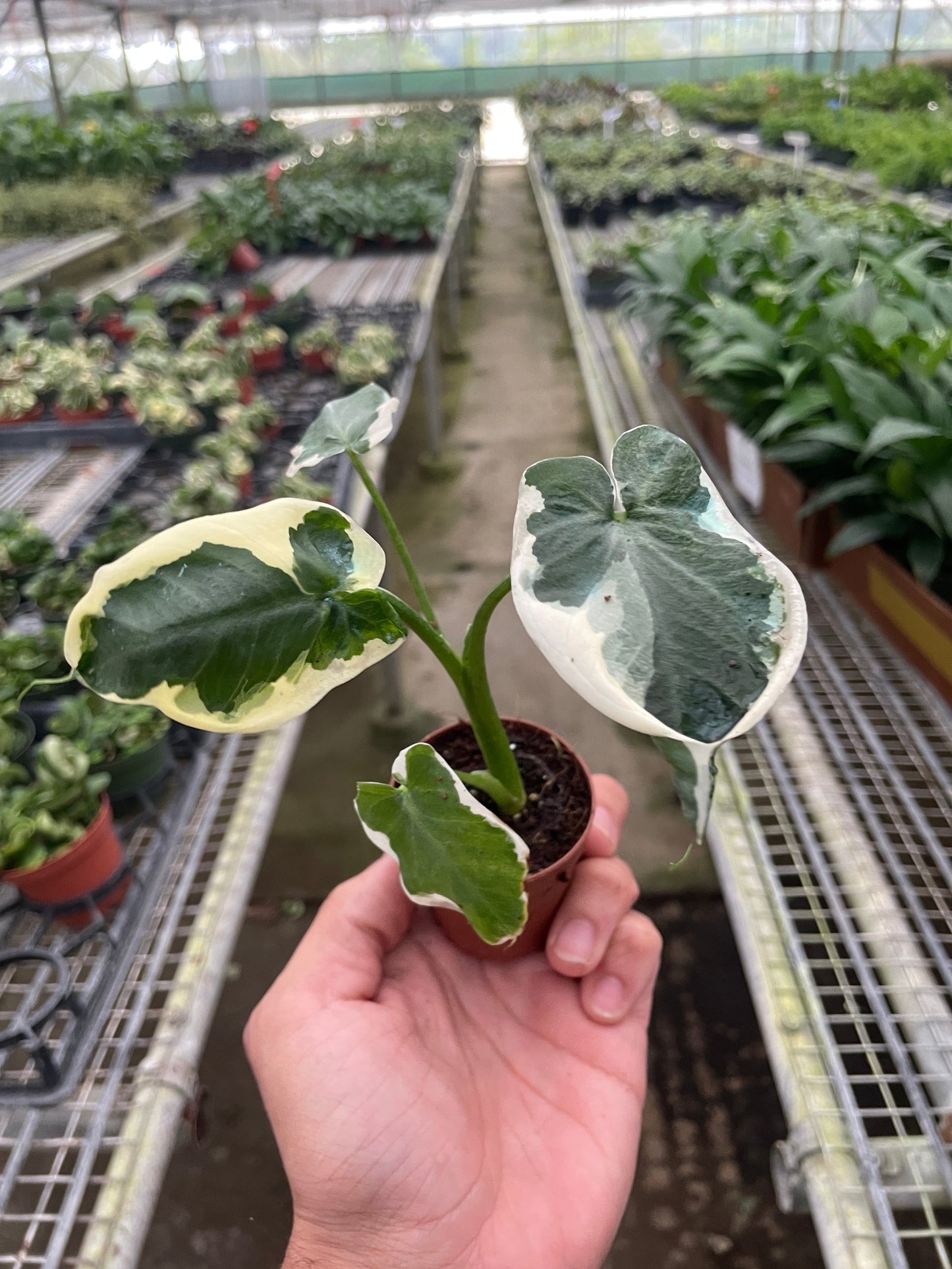 Xanthosoma 'Albomarginata'