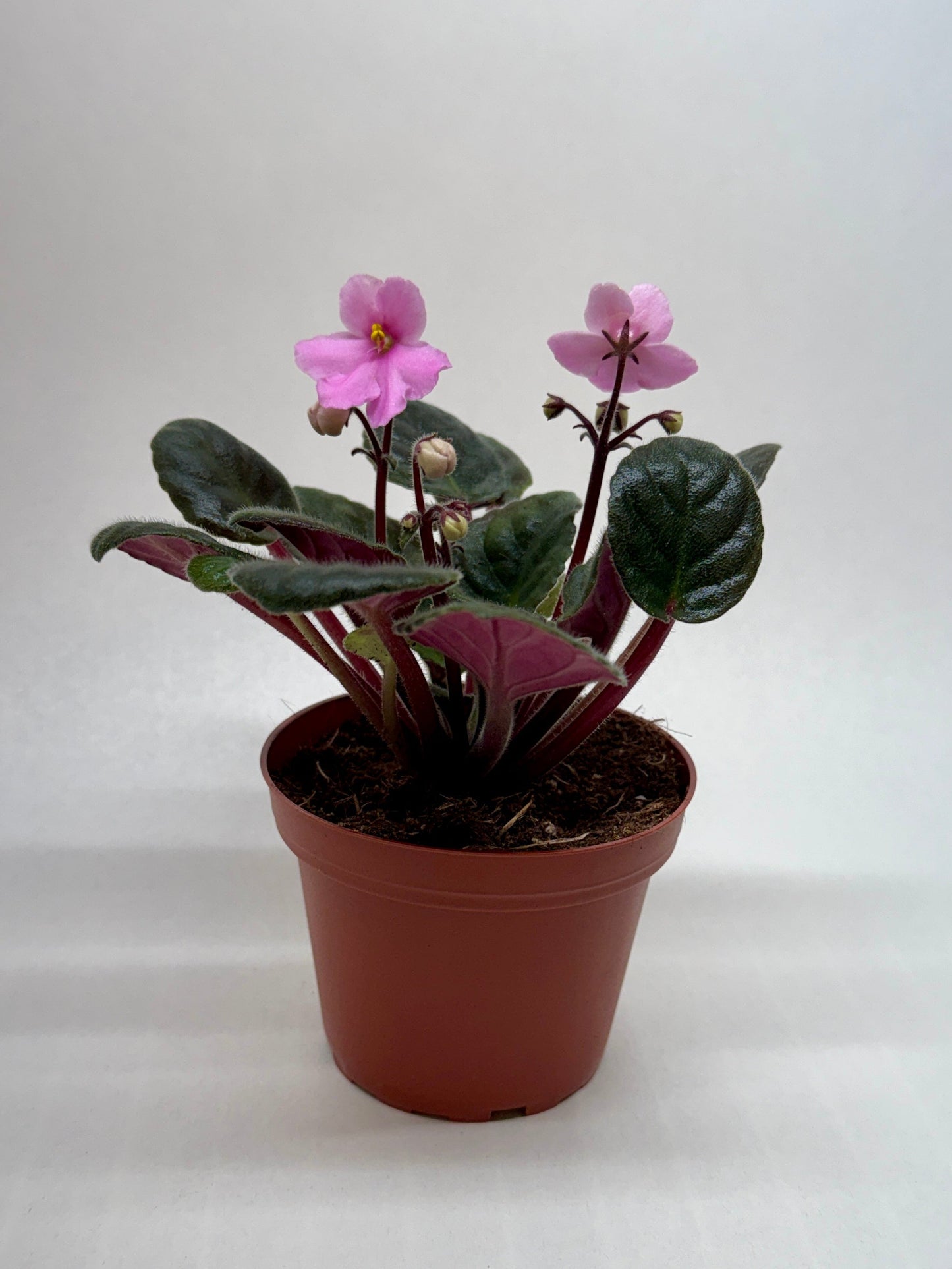 African Violet Pink