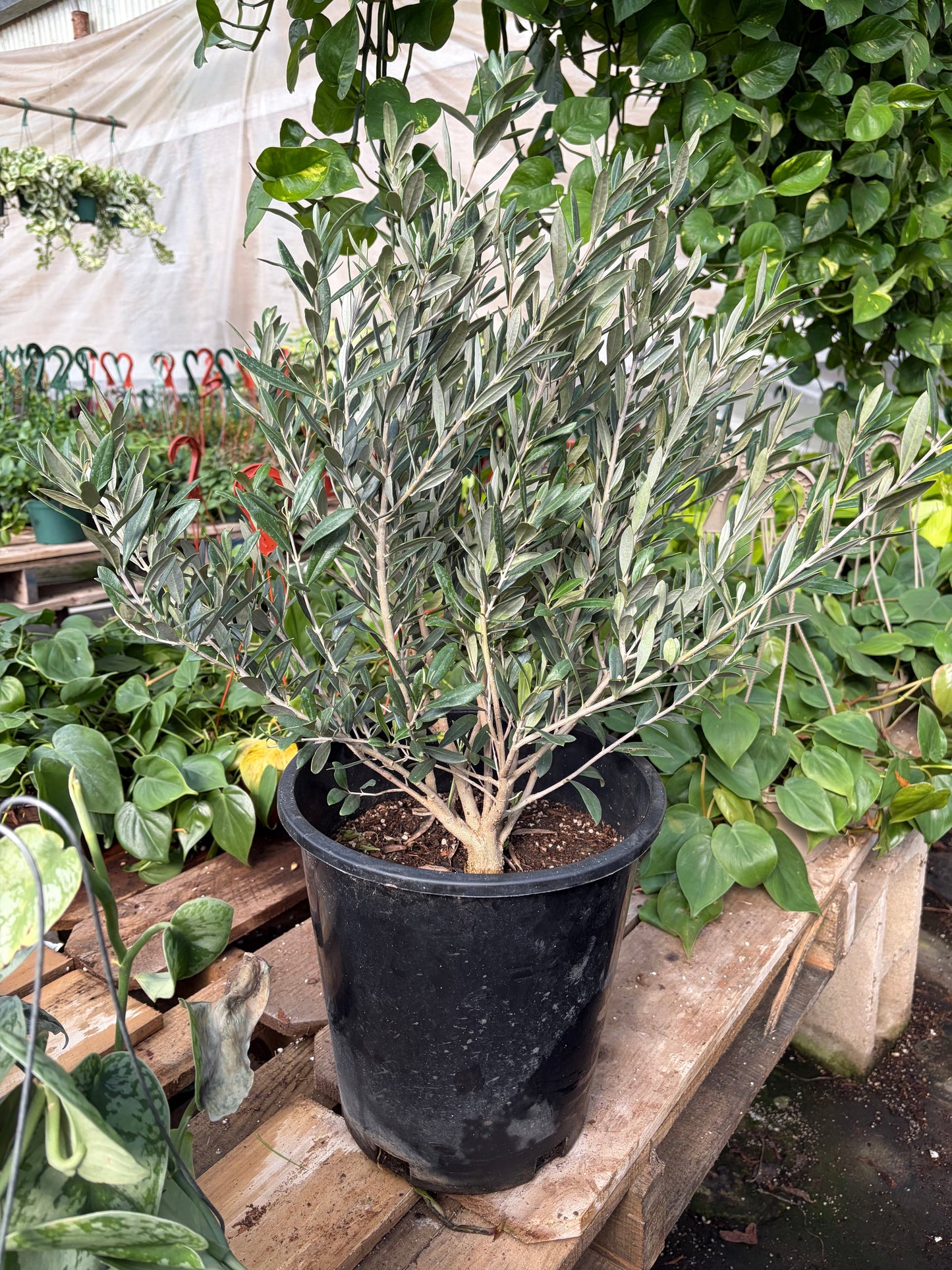 Olive Tree
