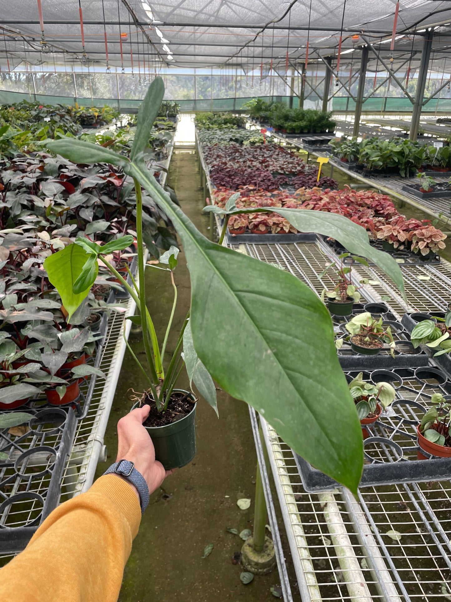 Philodendron joepii