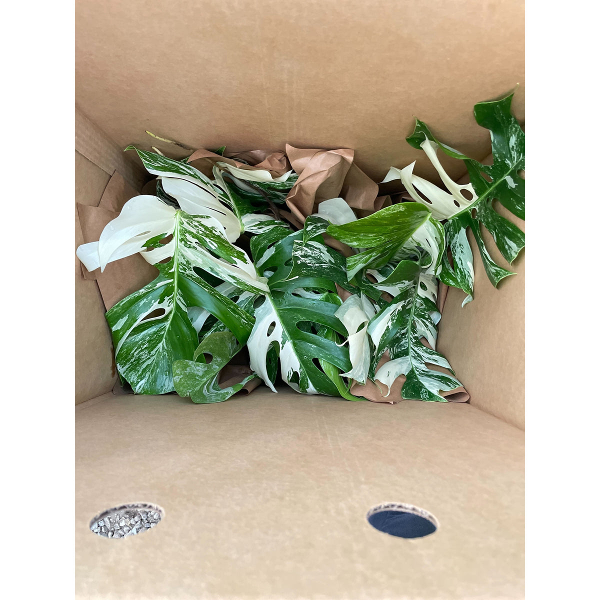Monstera 'Albo-variegata'