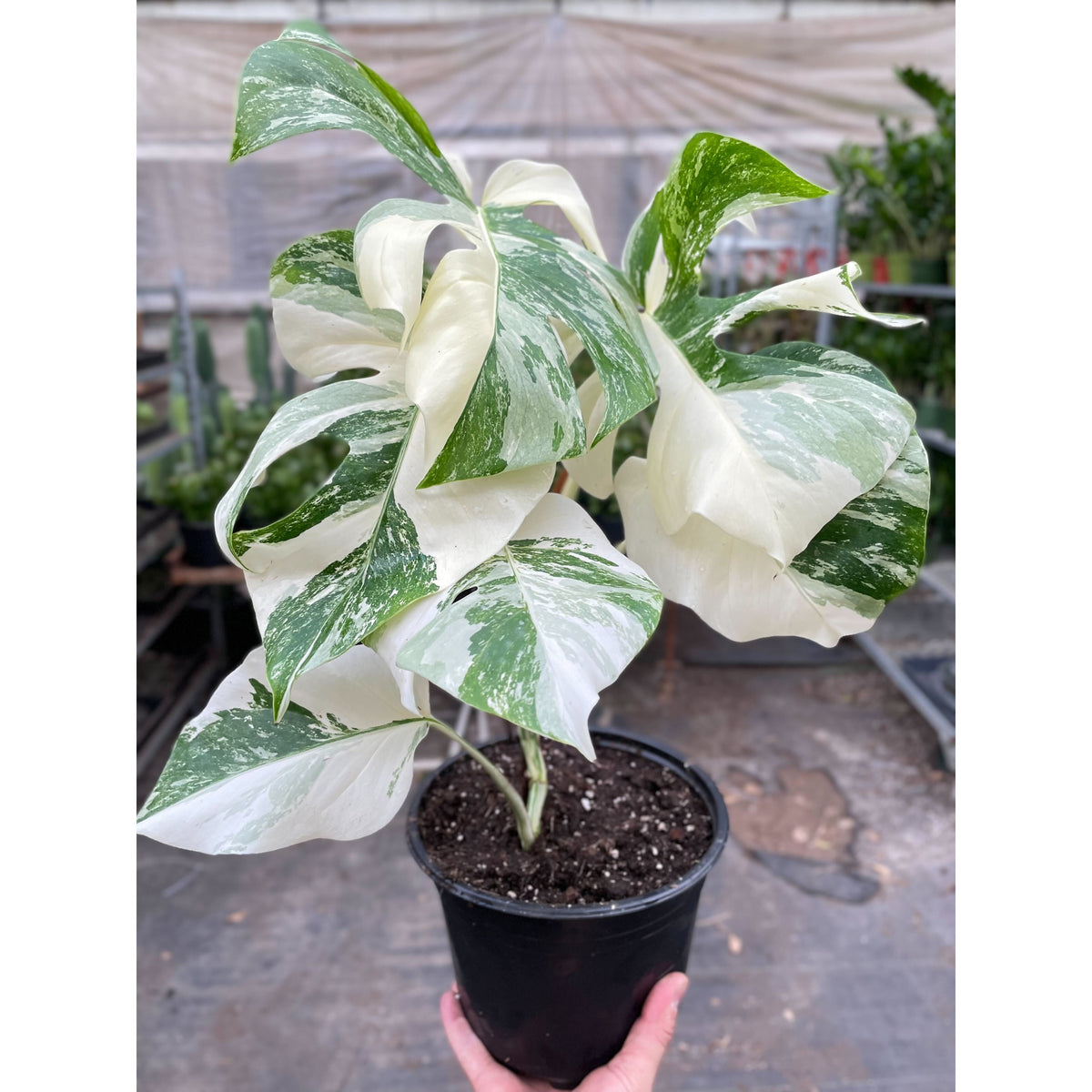 Monstera 'Albo-variegata'