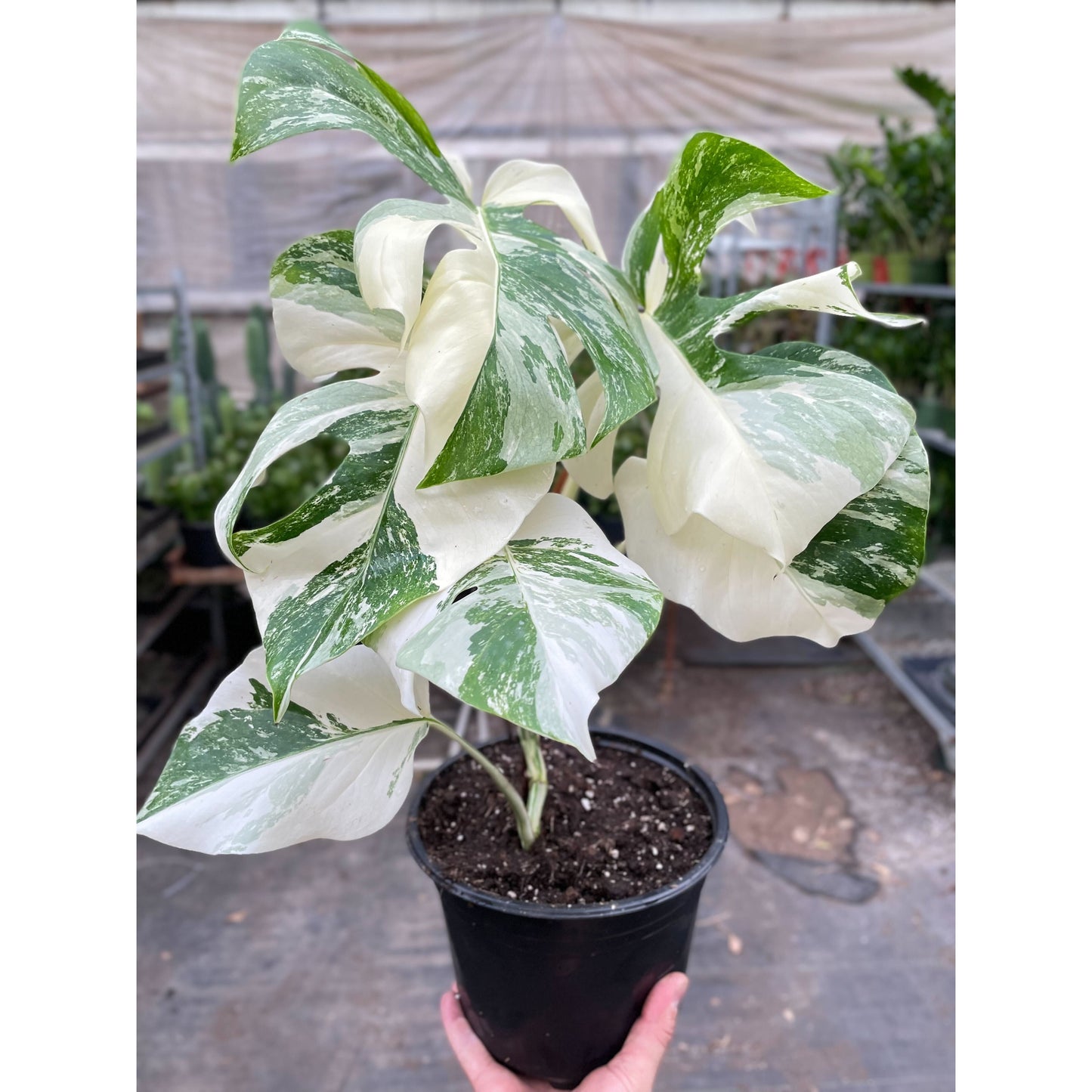 Monstera 'Albo-variegata'