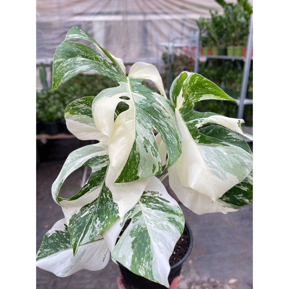 Monstera 'Albo-variegata'