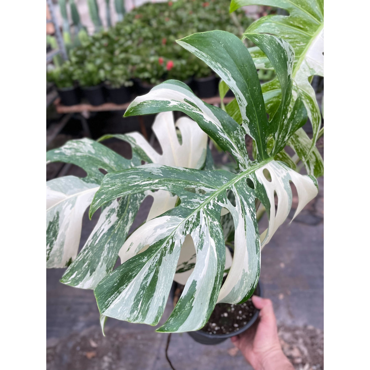 Monstera 'Albo-variegata'