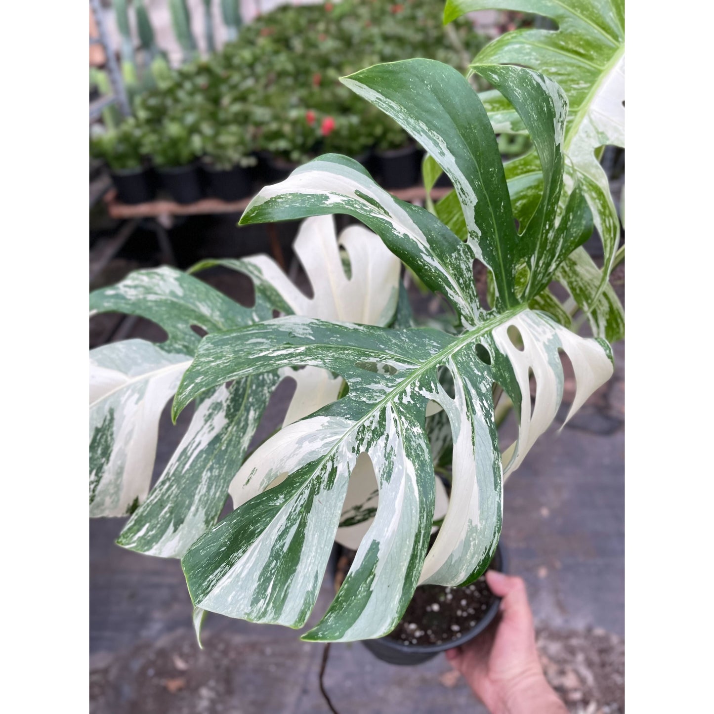 Monstera 'Albo-variegata'