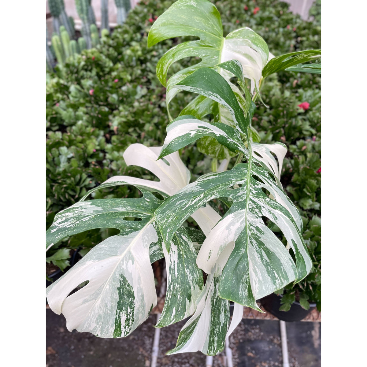 Monstera 'Albo-variegata'
