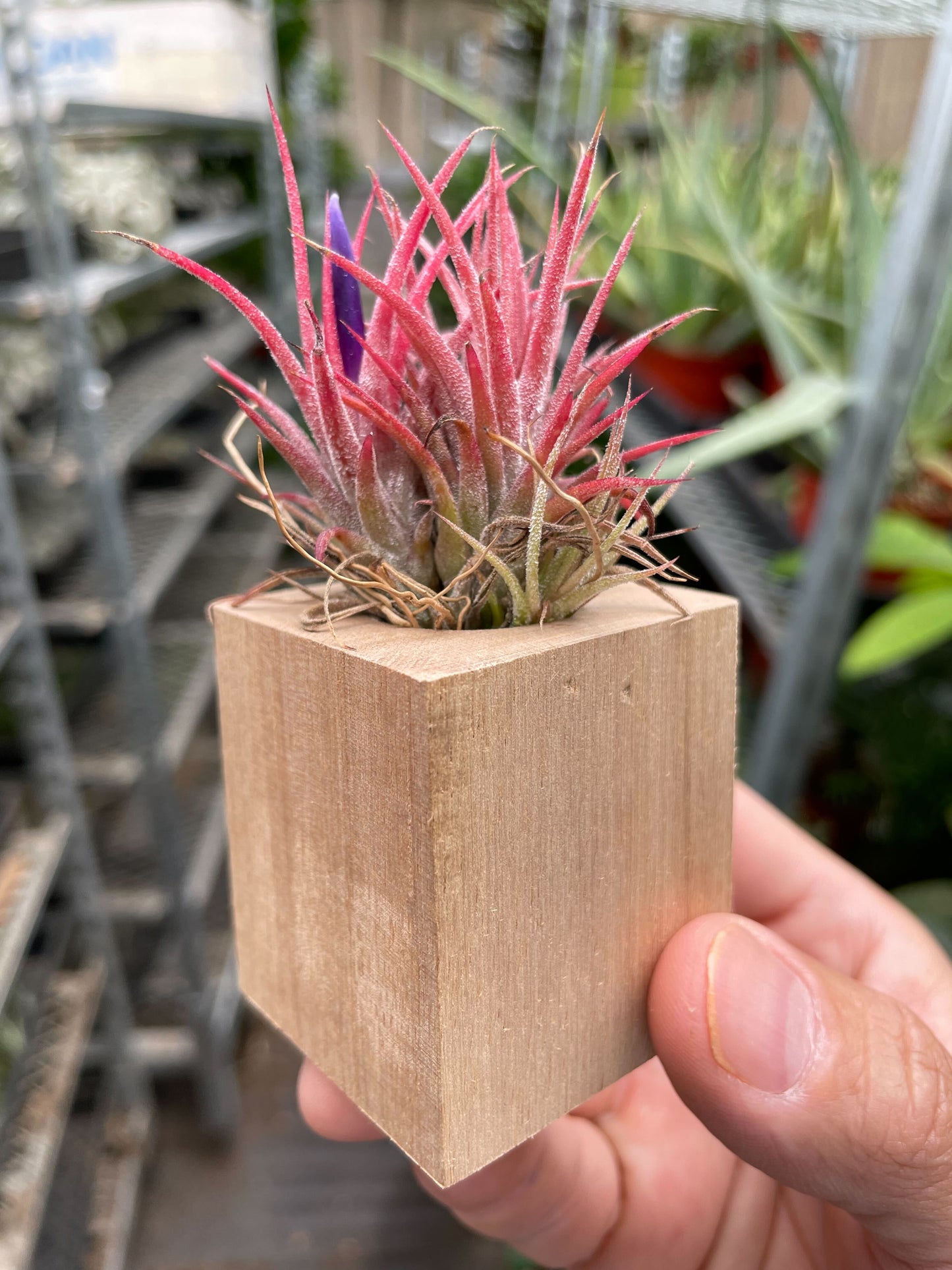 Air Plant Ionantha in Magnetic Wood Planter