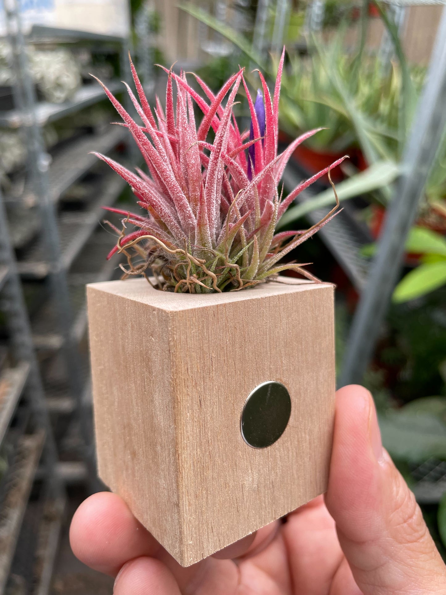 Air Plant Ionantha in Magnetic Wood Planter