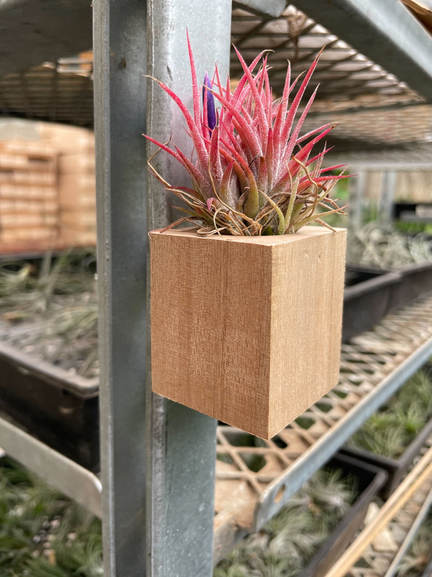 Air Plant Ionantha in Magnetic Wood Planter