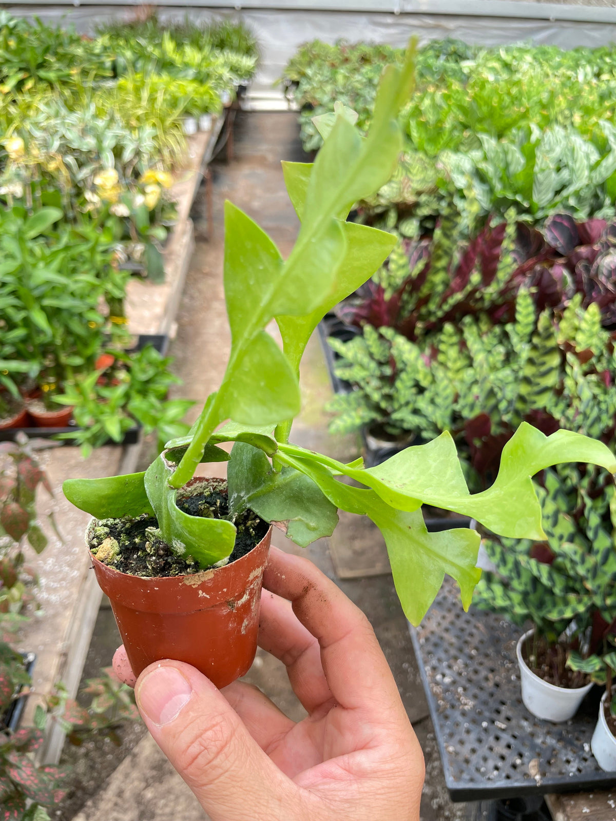 Fernleaf cactus