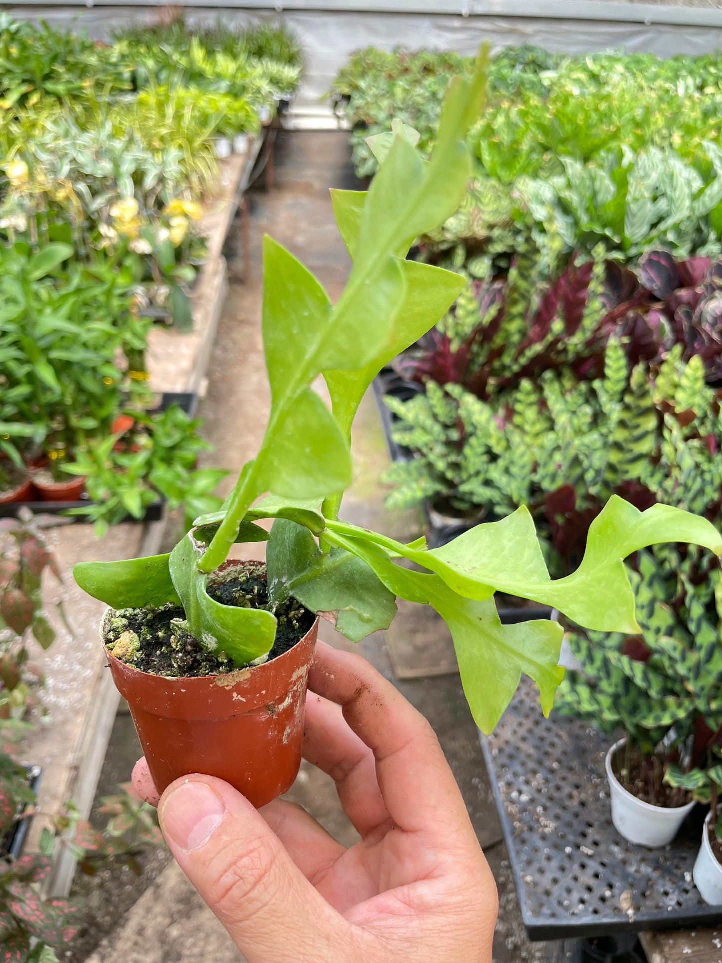 Fernleaf cactus