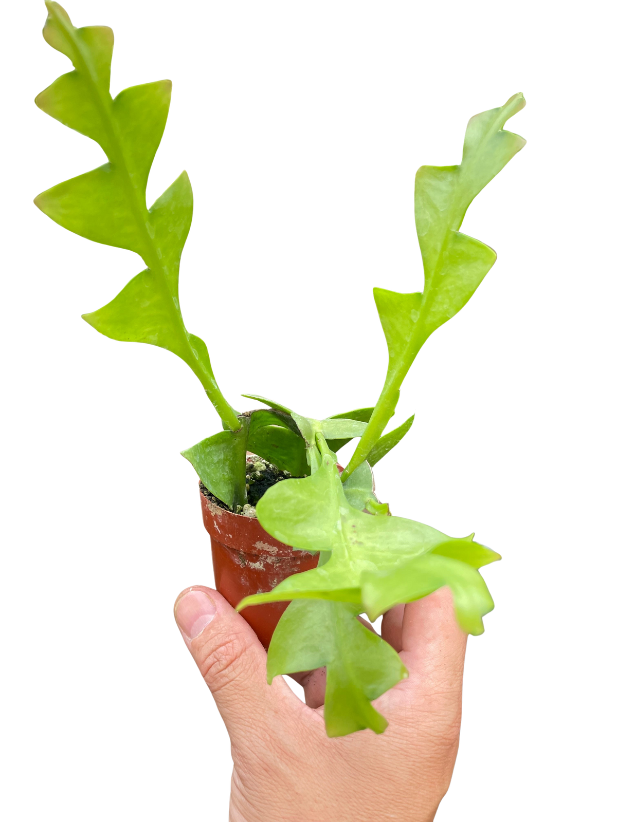 Fernleaf cactus