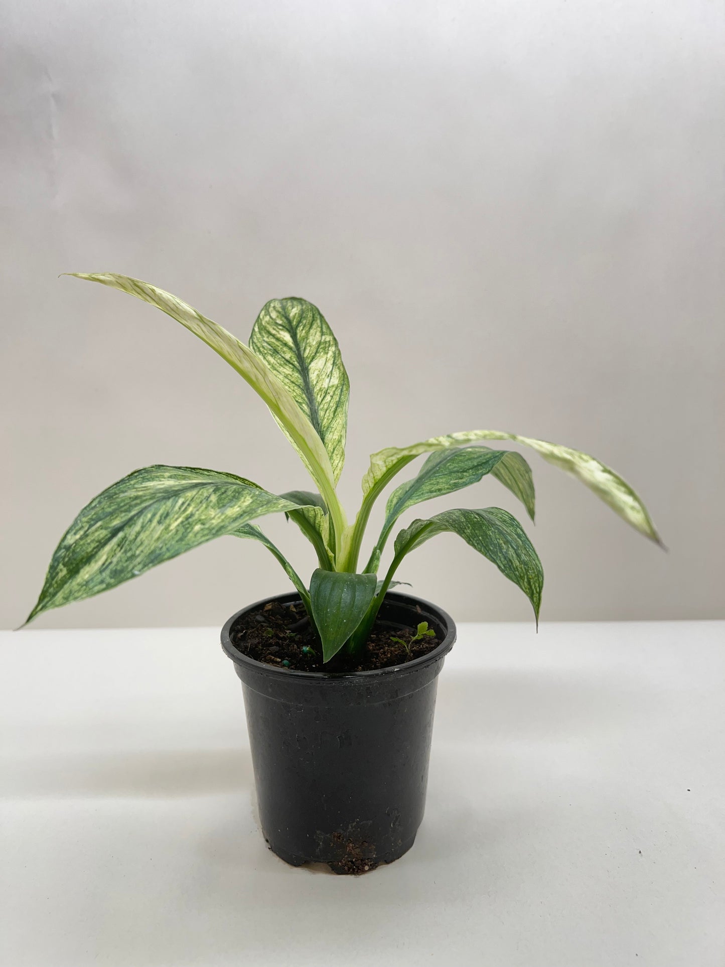 Peace Lily 'Jessica'