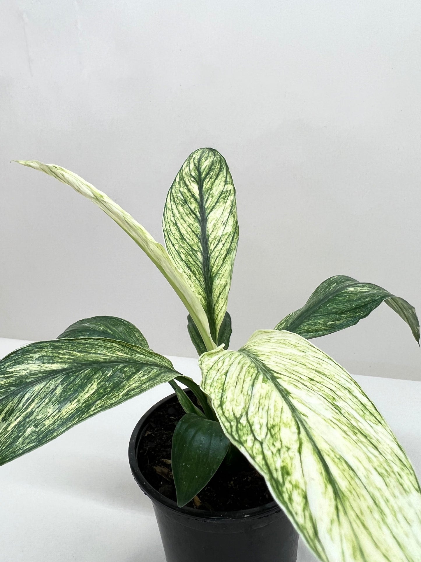 Peace Lily 'Jessica'