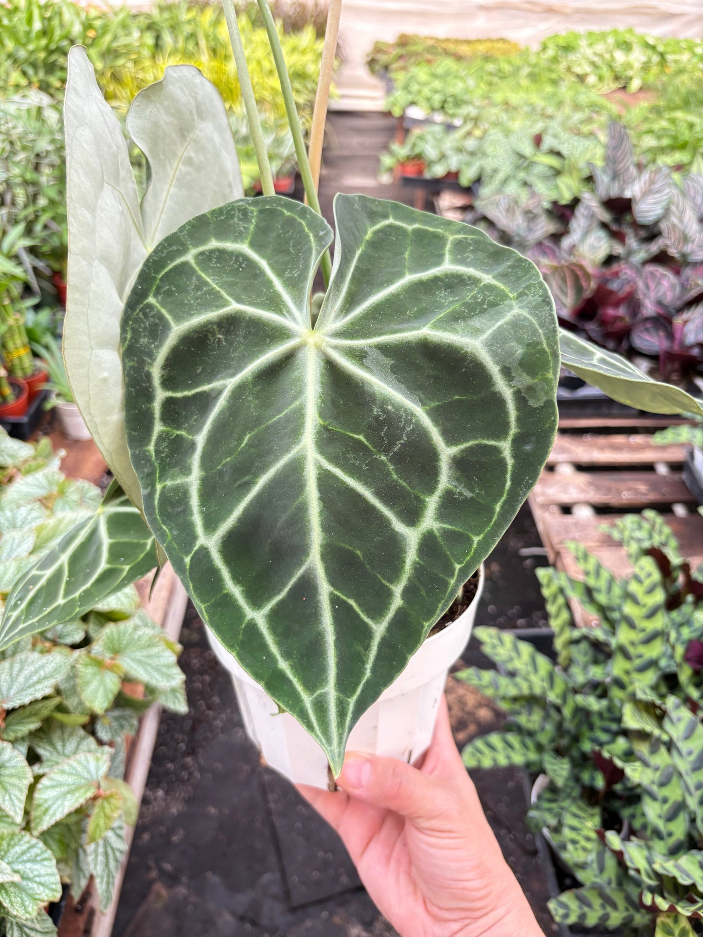 Velvet cardboard anthurium