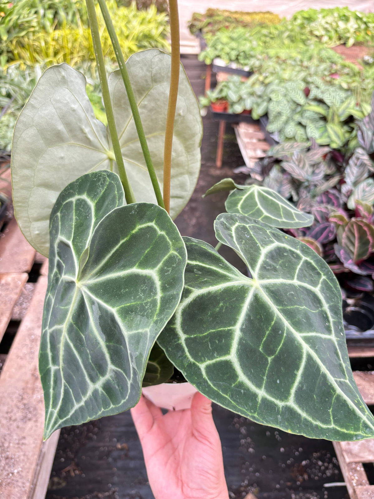 Velvet cardboard anthurium