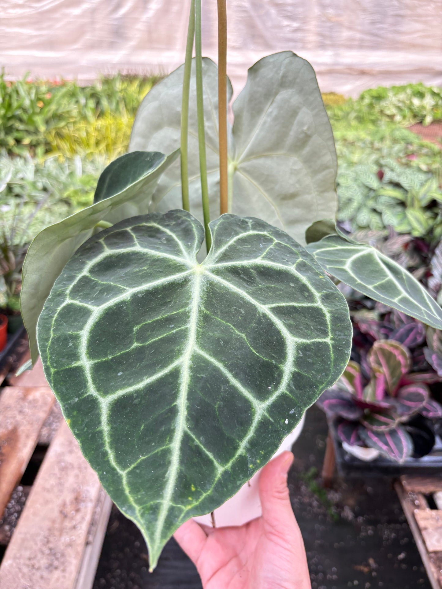 Velvet cardboard anthurium