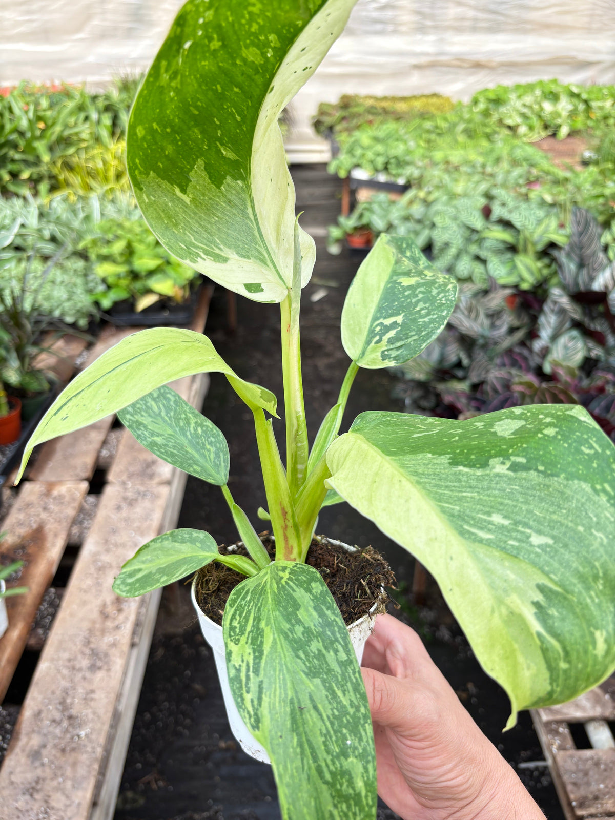 Philodendron 'Jose Bueno'