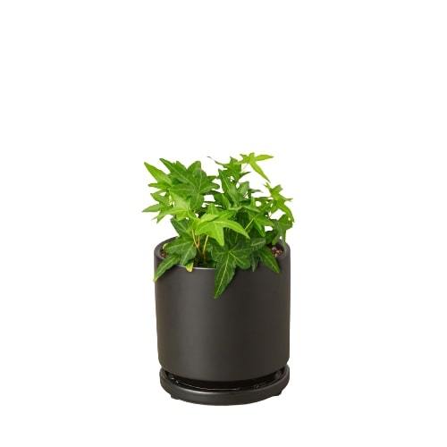 Ivy 'Green California'