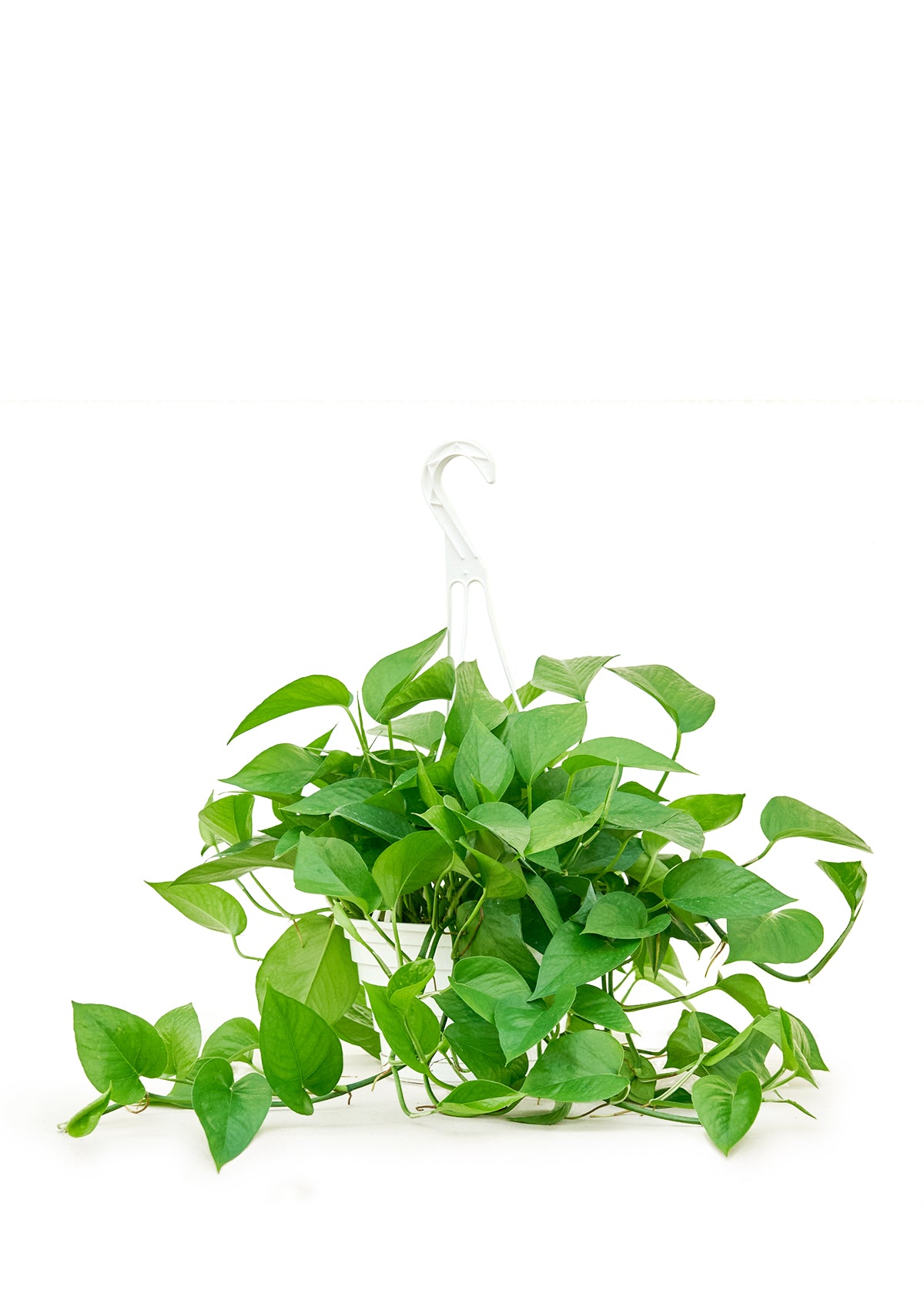 Pothos 'Jade'