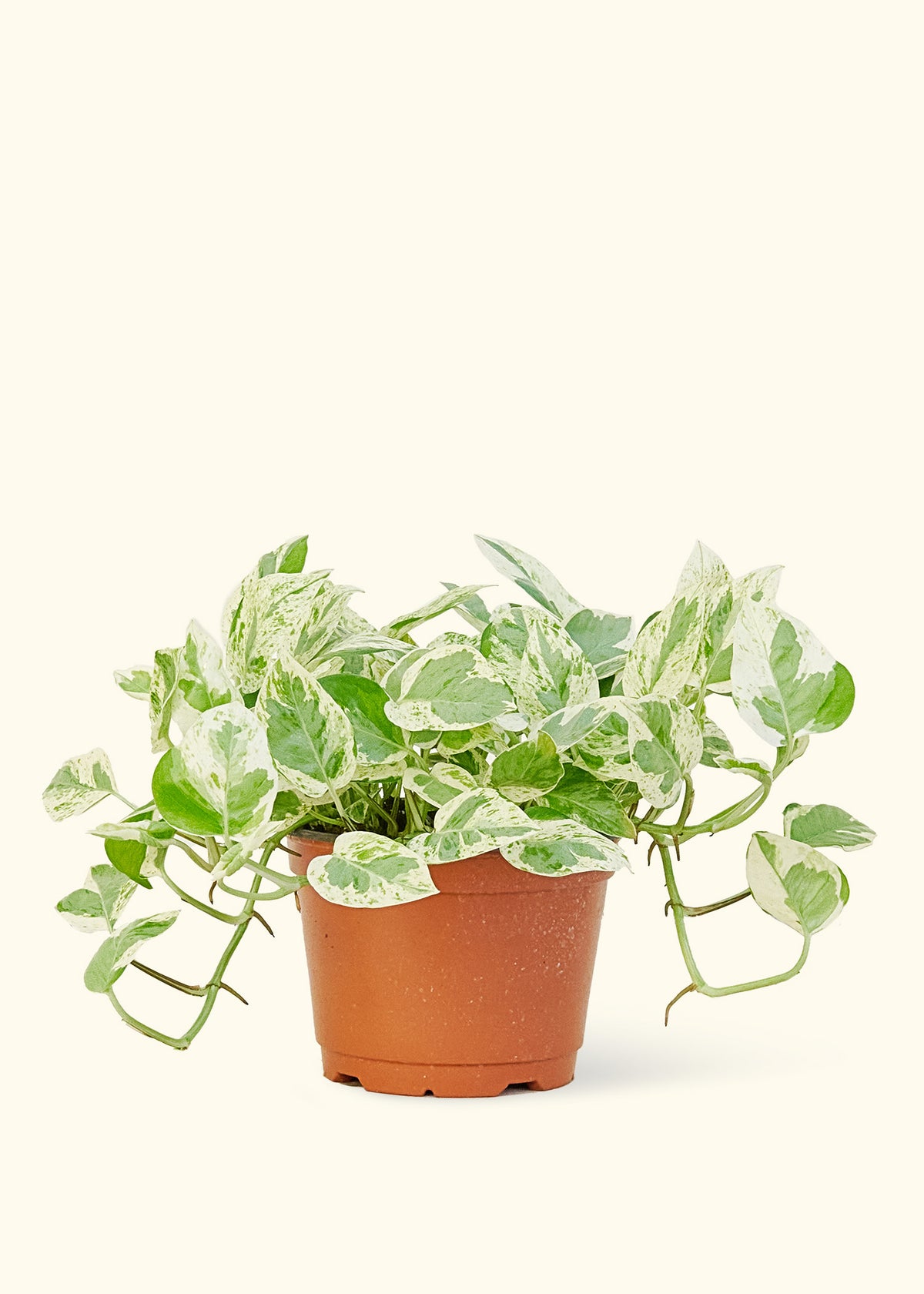 Pothos 'Pearls and Jade'