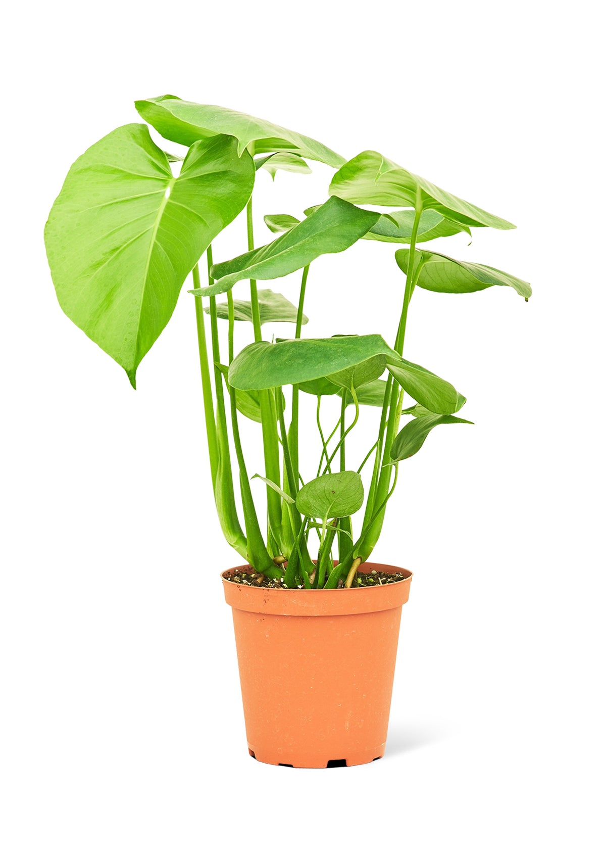 Monstera