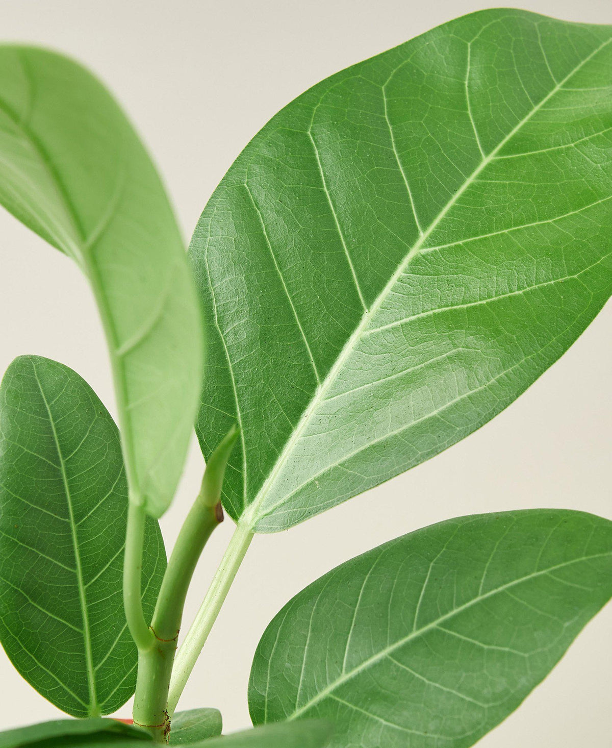 Banyan 'Audrey'