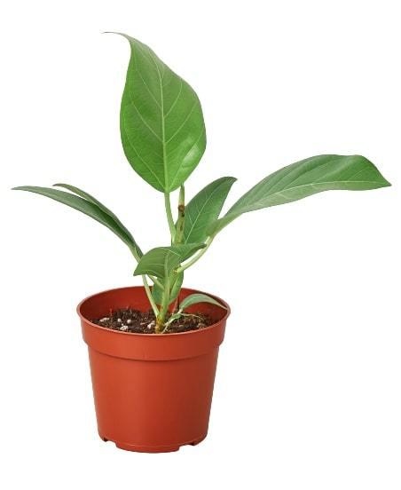 Banyan 'Audrey'