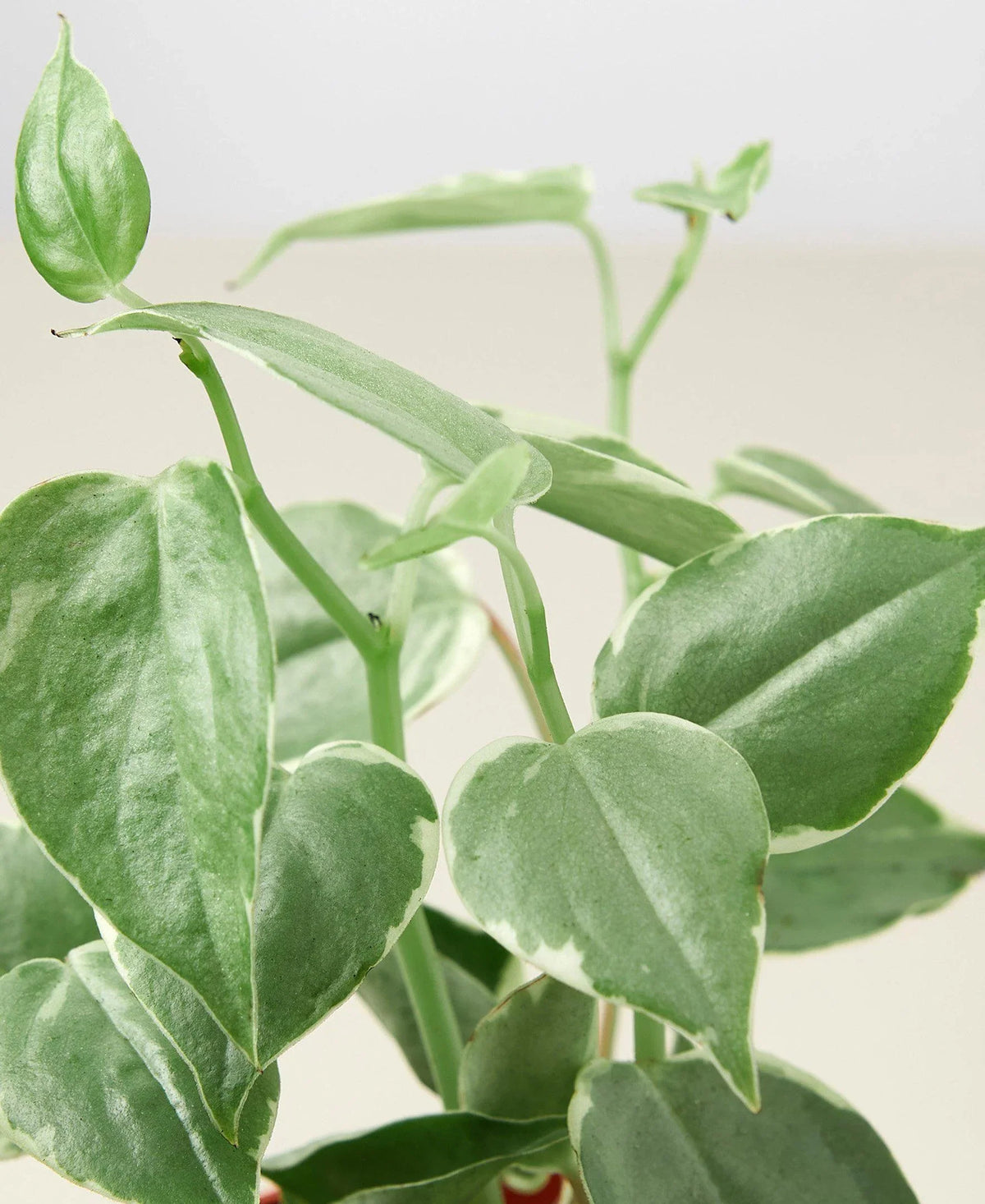 Cupid Peperomia