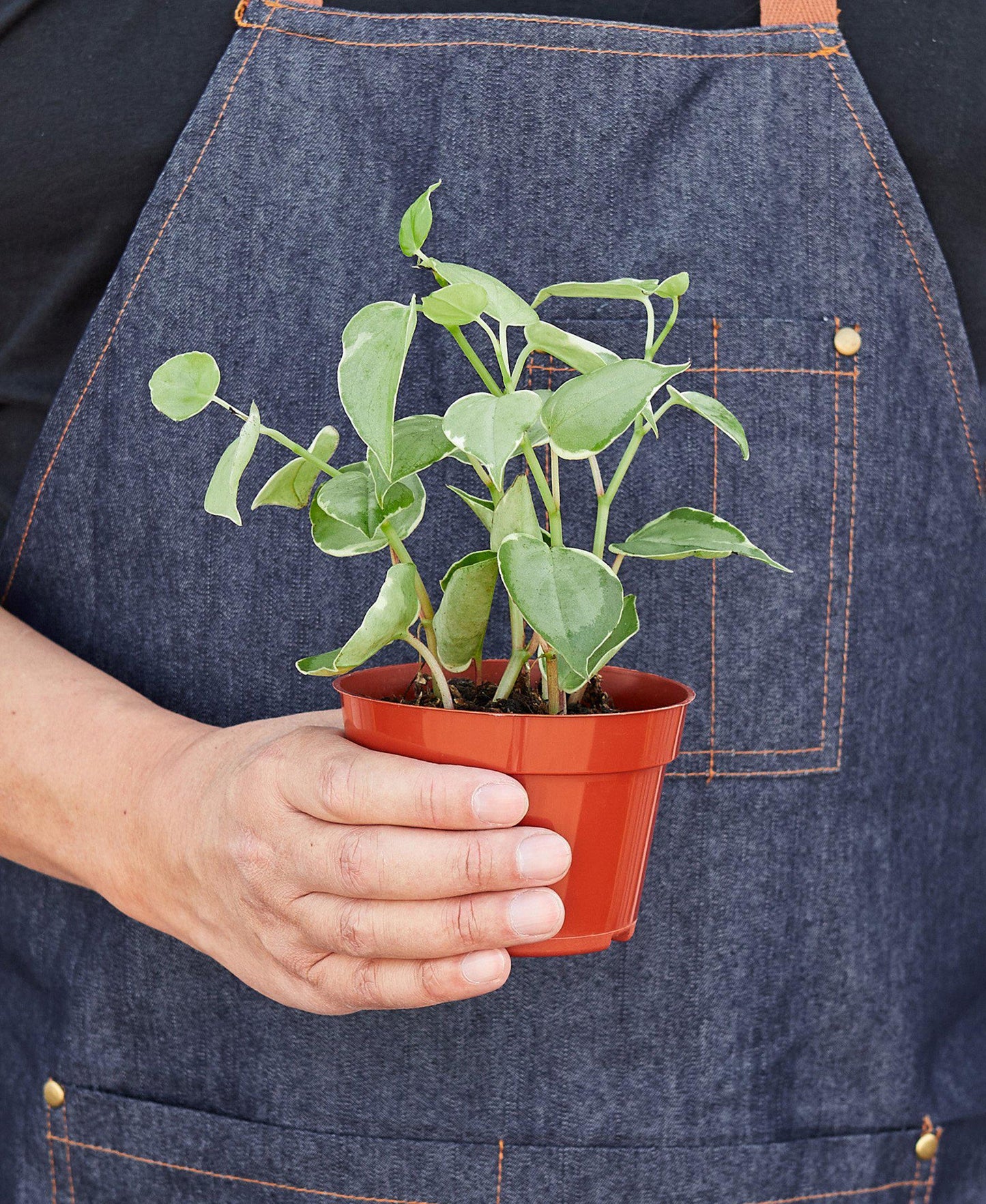 Cupid Peperomia