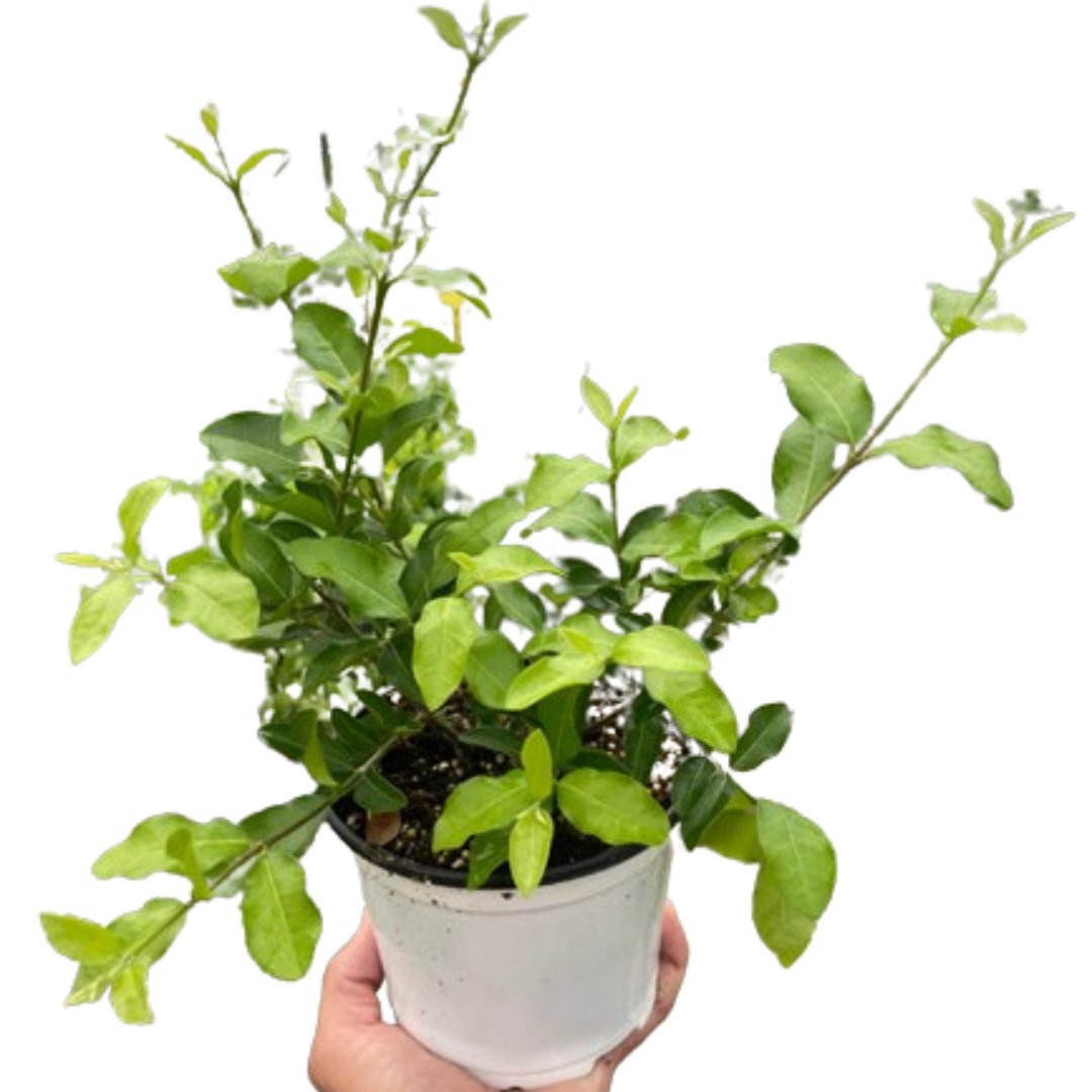 Barbados Cherry