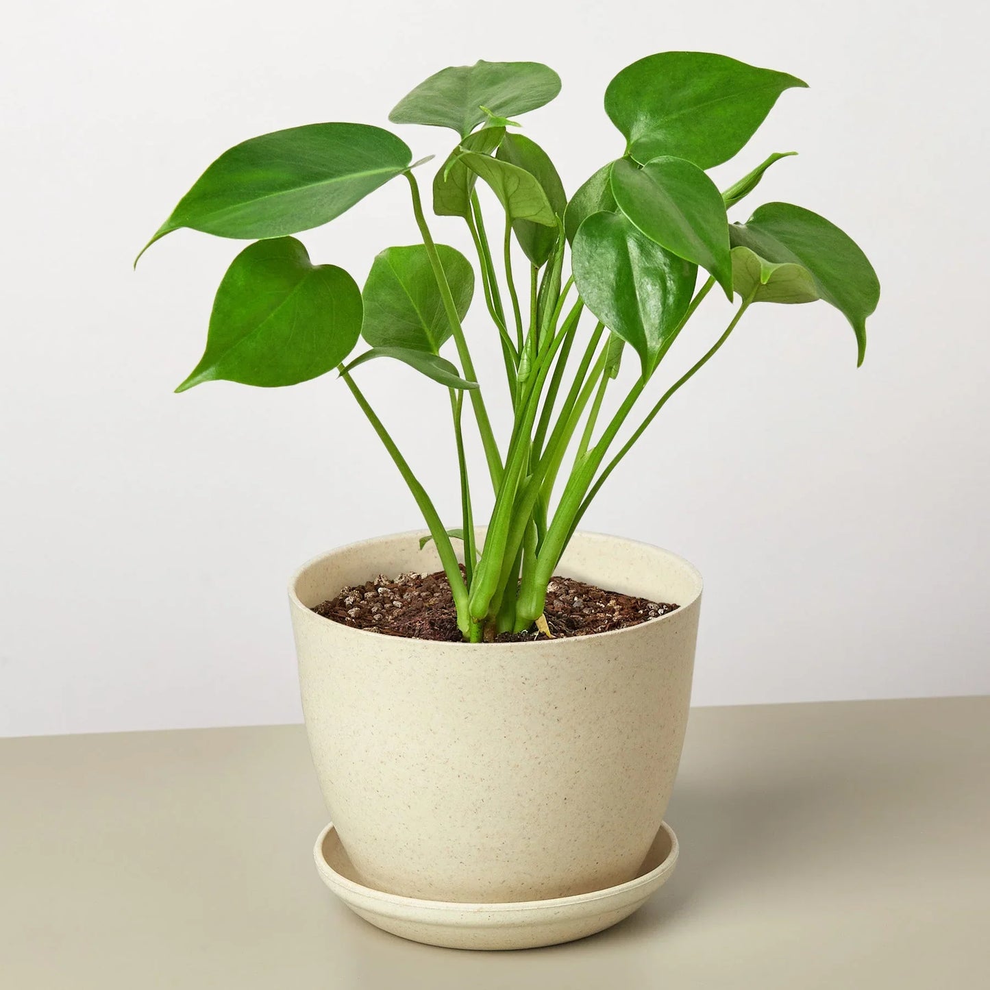 Monstera