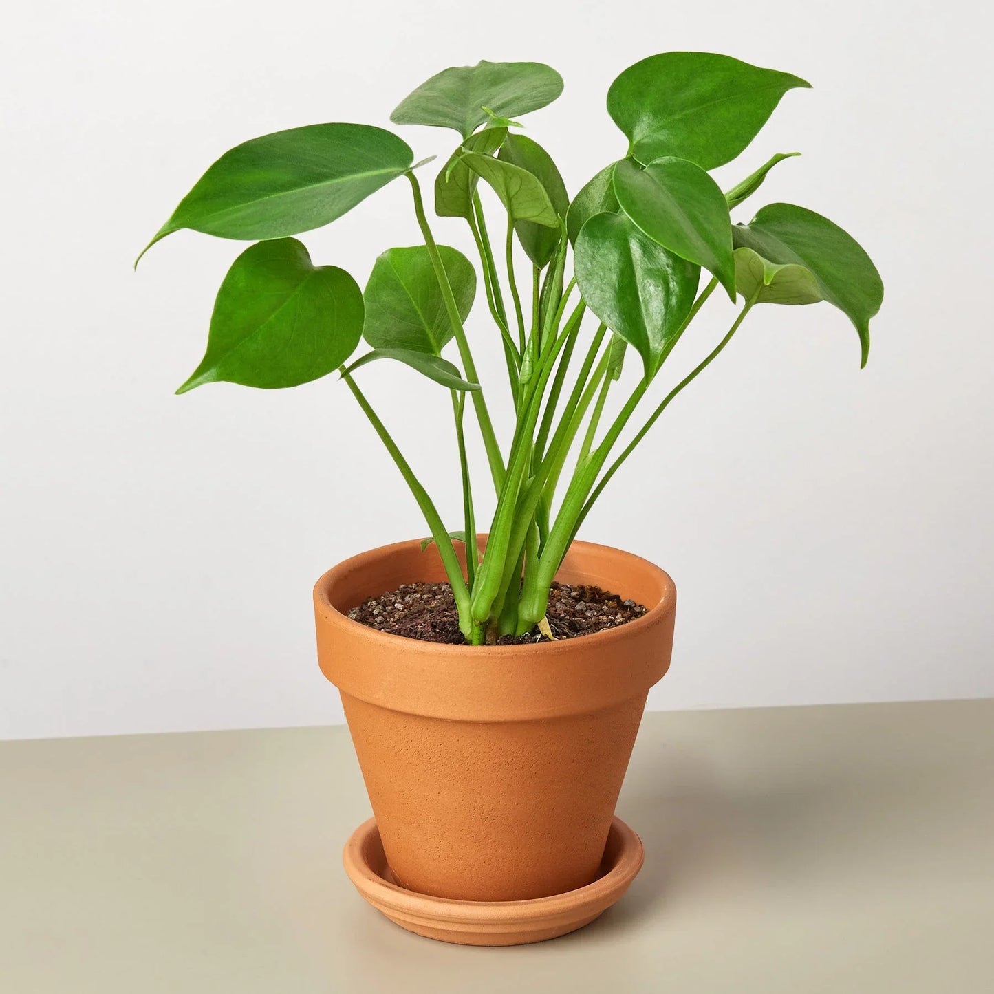 Monstera