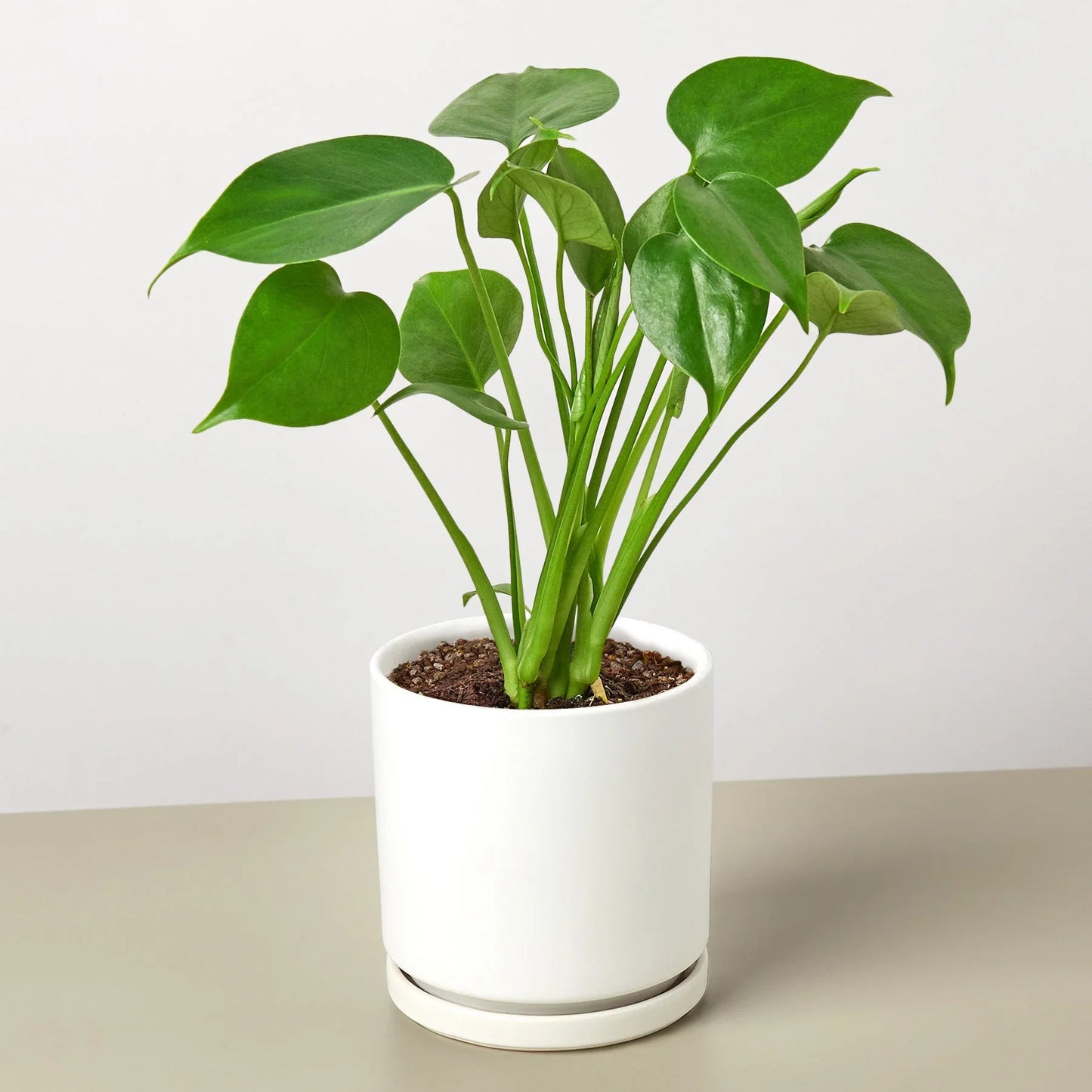 Monstera