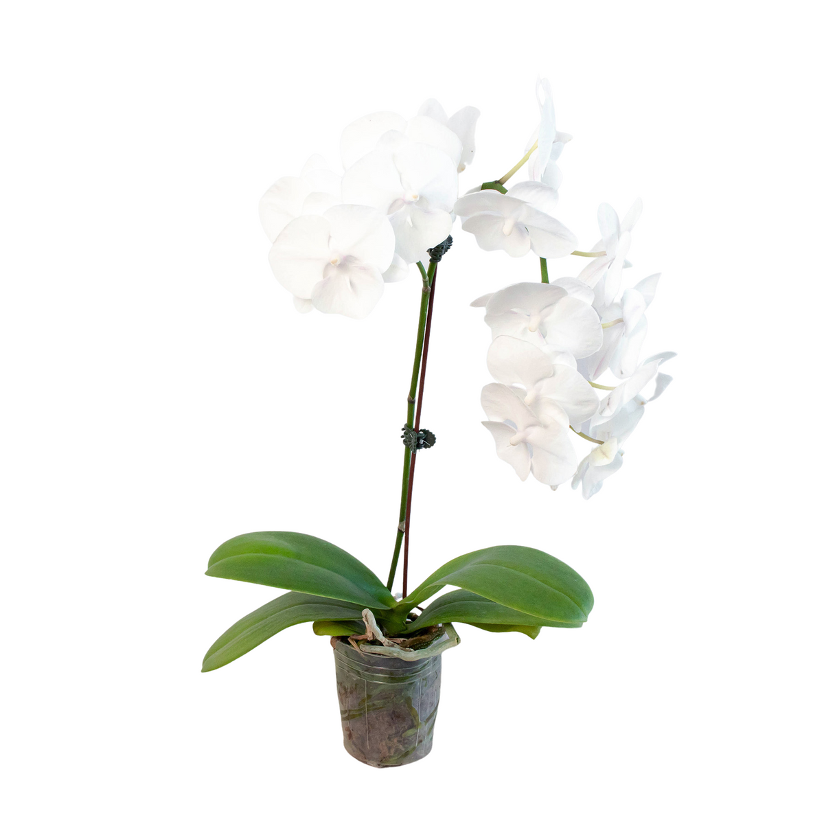 Orchid White