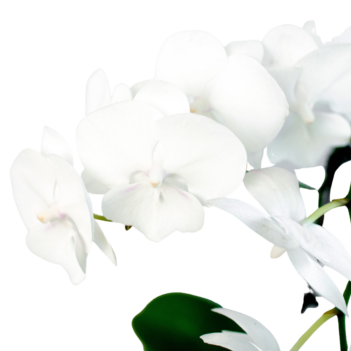 Orchid White