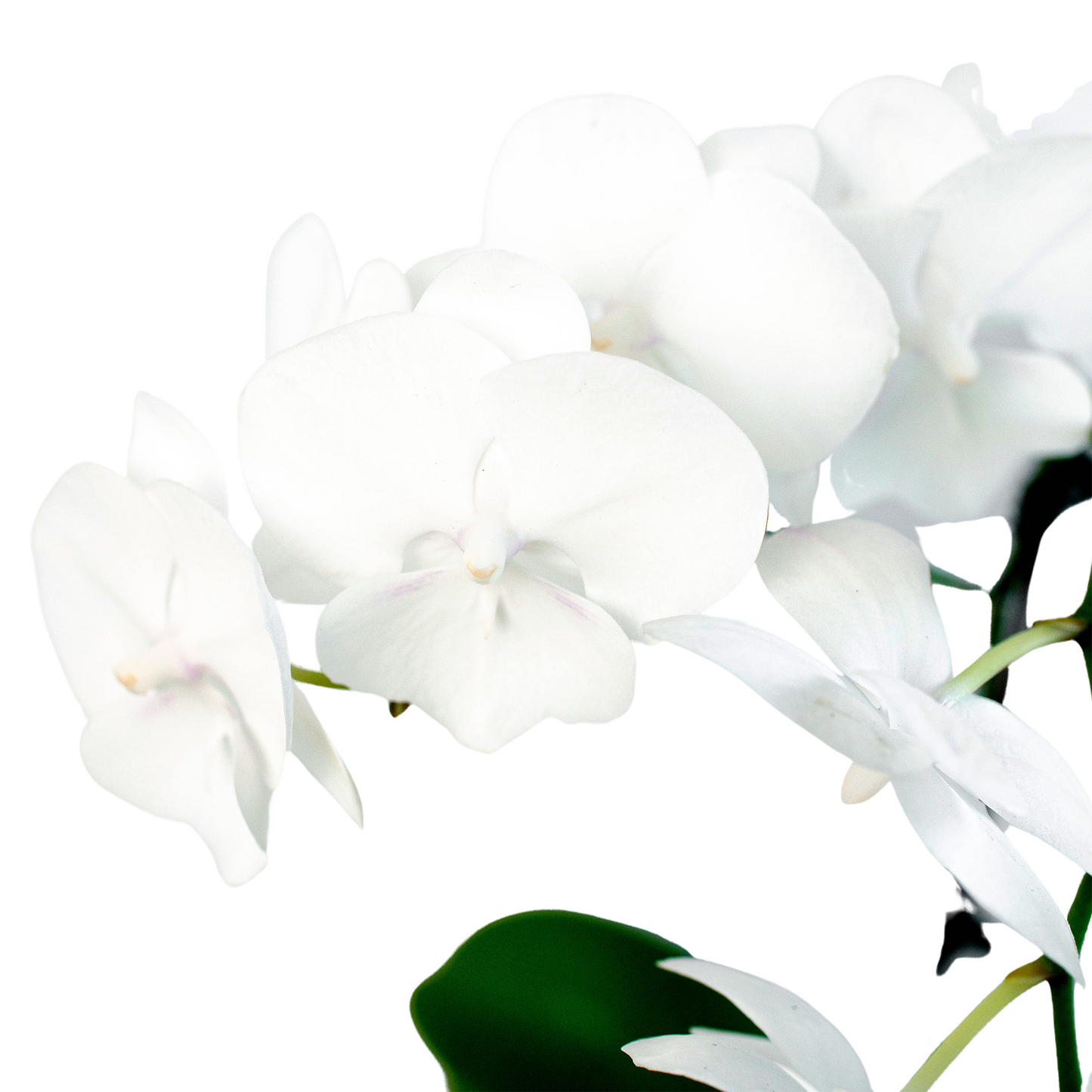 Orchid White