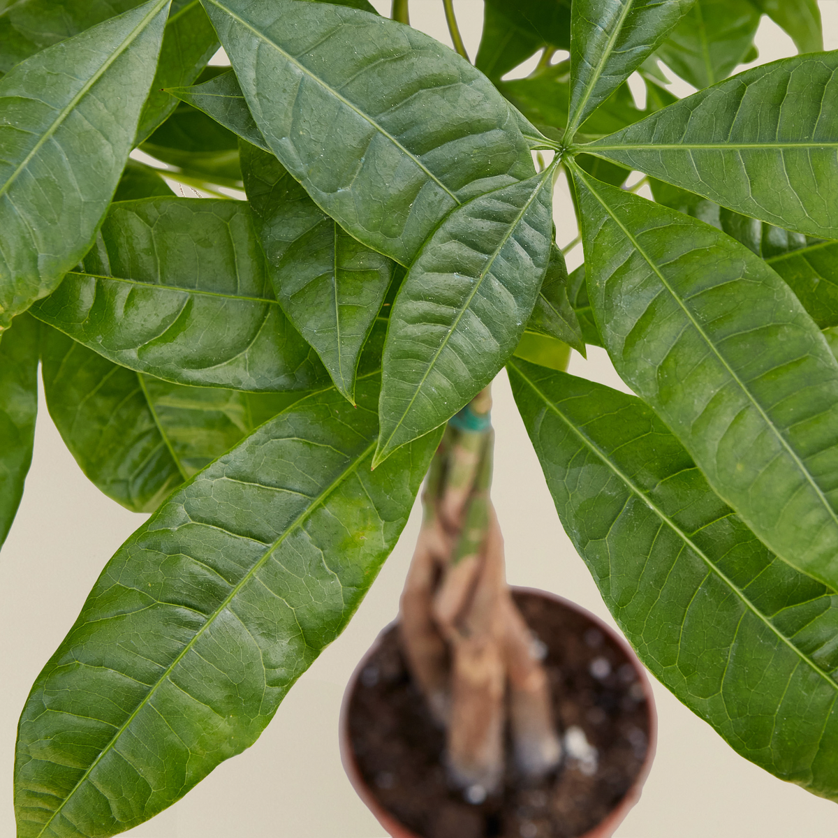 Braided Money Tree