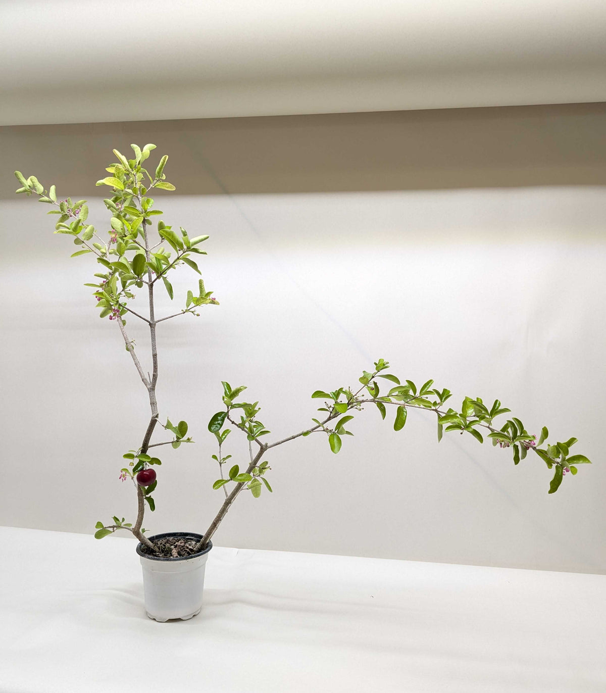 Barbados Cherry