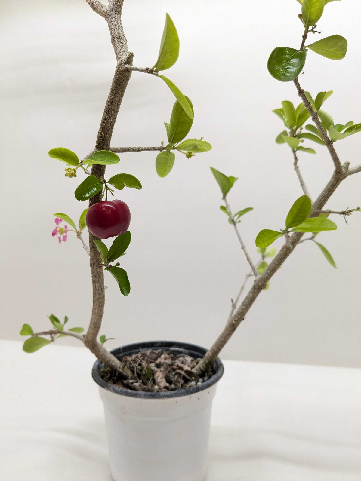 Barbados Cherry