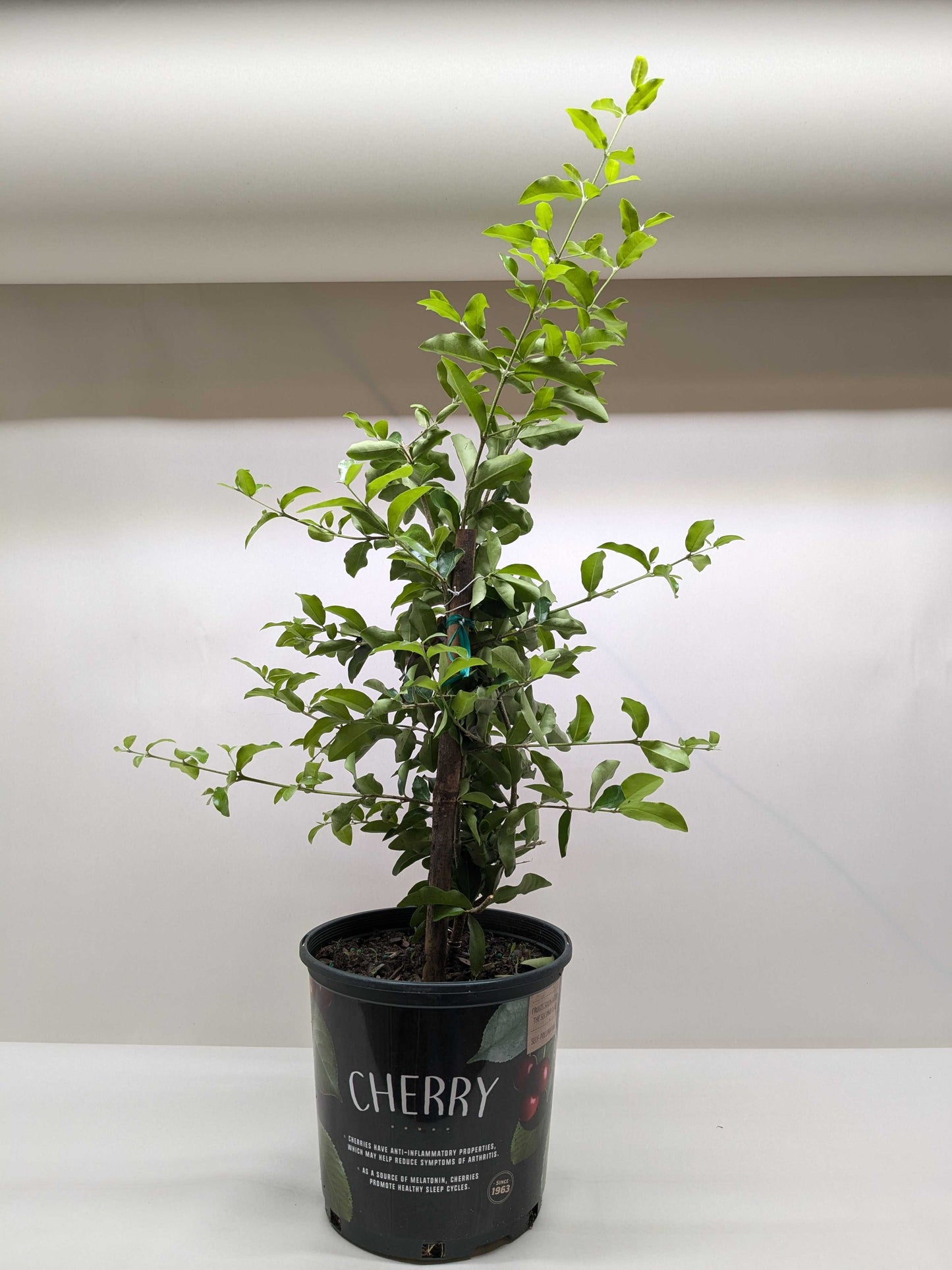 Barbados Cherry