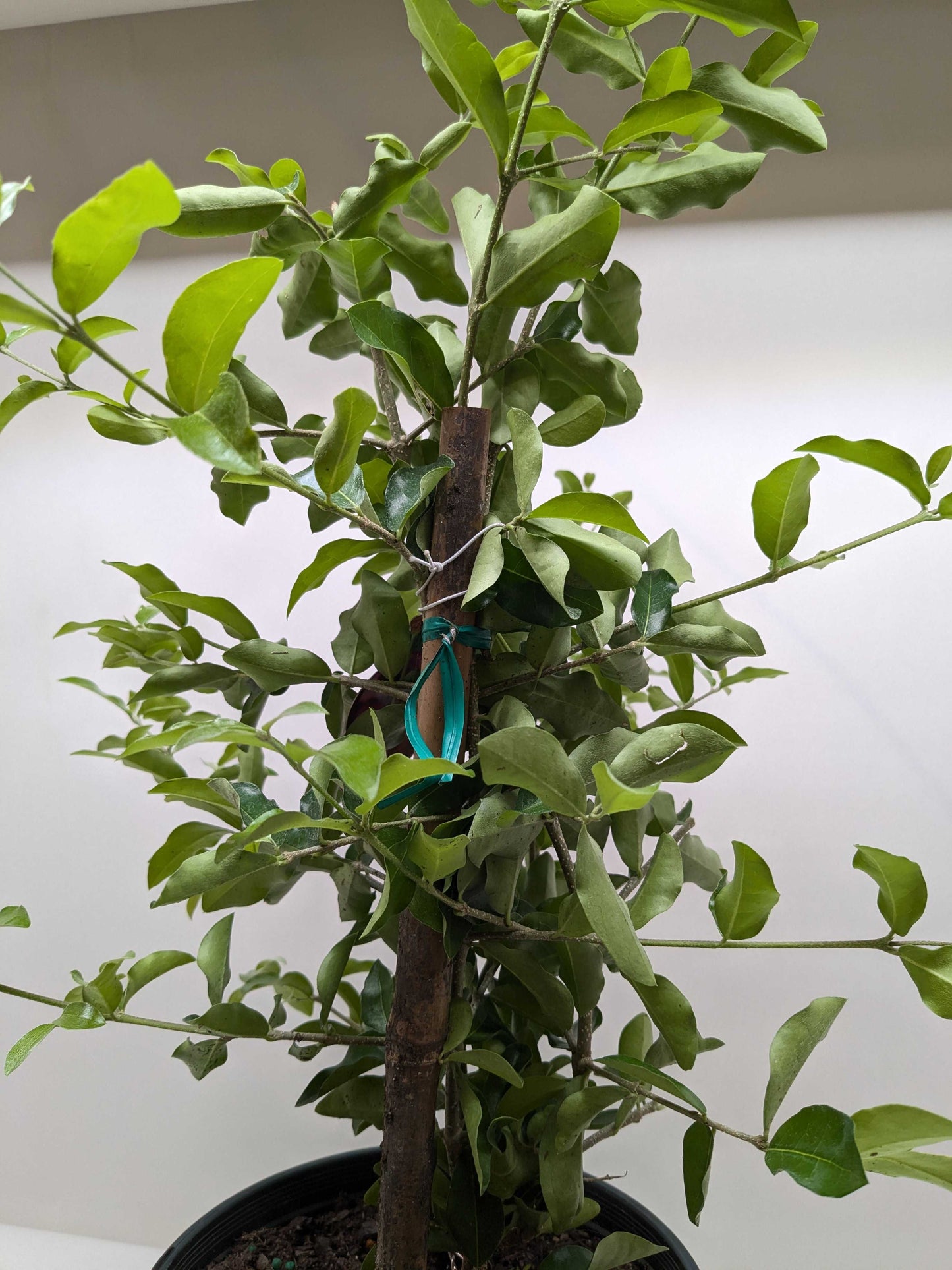 Barbados Cherry