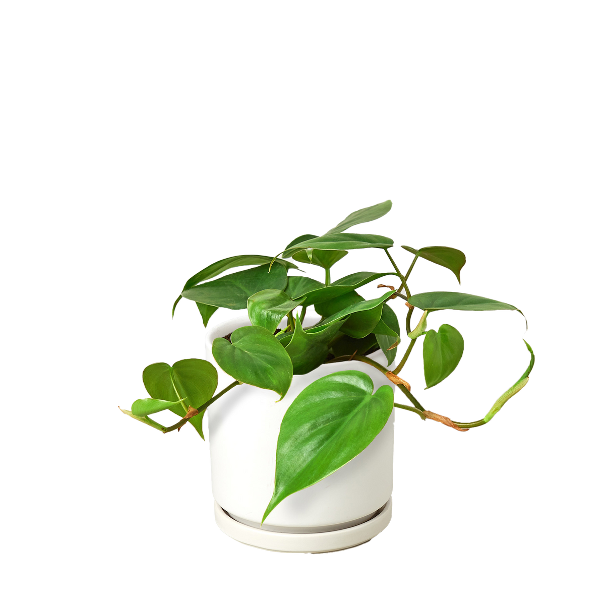 Heart Leaf Philodendron