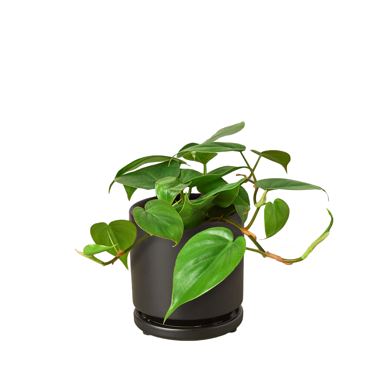 Heart Leaf Philodendron