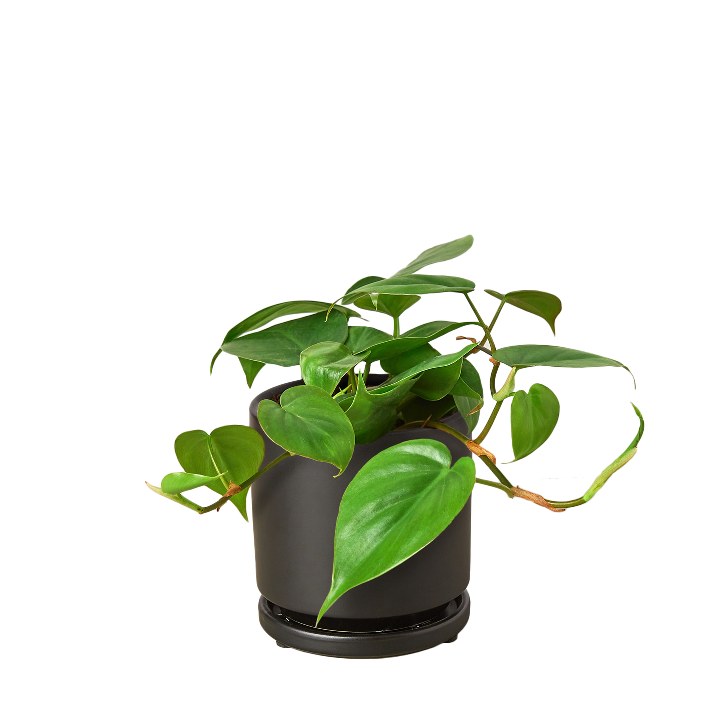 Heart Leaf Philodendron